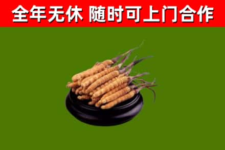 老边回收散虫草
